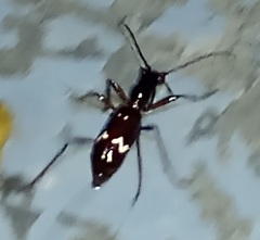 Ctenostoma maculicorne