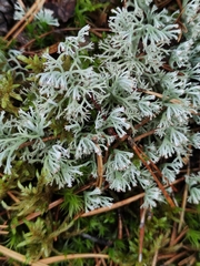 Cladonia arbuscula