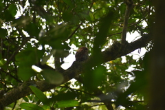 Glaucidium radiatum