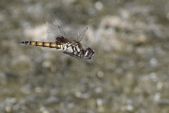 Macrodiplax balteata