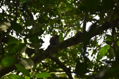 Glaucidium radiatum