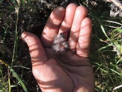 Leistes superciliaris