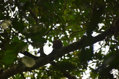 Glaucidium radiatum