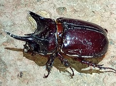 Strategus antaeus