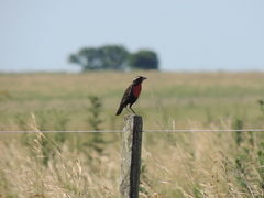 Leistes superciliaris