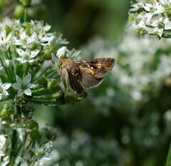 Chrysodeixis