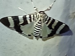 Lypotigris reginalis