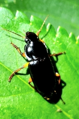 Pseudoophonus