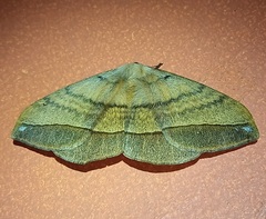 Saturniidae