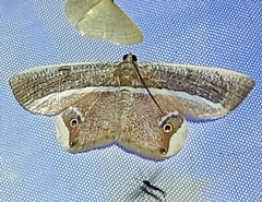 Opisthoxia