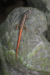 Sphenomorphus dussumieri