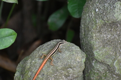 Sphenomorphus dussumieri