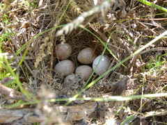 Leistes superciliaris