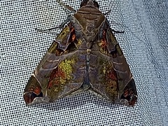Calyptis