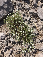 Minuartia