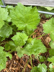 Modiola caroliniana