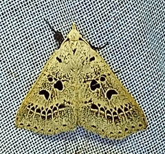 Erebidae