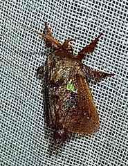 Euclea mesoamericana