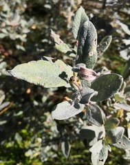 Salix lapponum