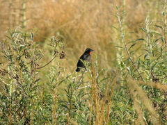 Leistes superciliaris