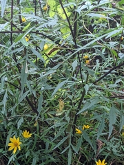 Bidens trichosperma