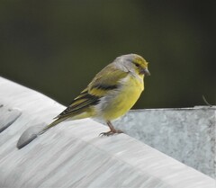 Carduelis citrinella