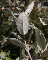 Salix lapponum