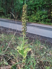 Epipactis helleborine
