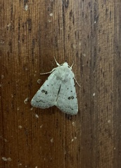 Caradrina kadenii