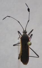 Plapigus circumcinctus