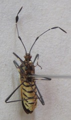 Plapigus circumcinctus