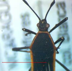 Plapigus circumcinctus