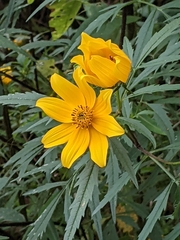 Bidens trichosperma