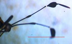 Plapigus circumcinctus