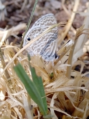 Leptotes marina