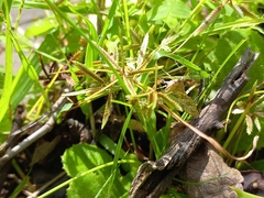 Sameodes cancellalis