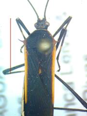 Plapigus circumcinctus