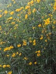 Bidens trichosperma