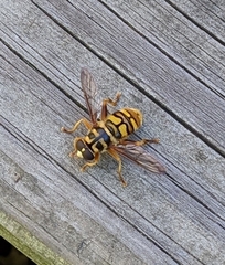 Milesia virginiensis