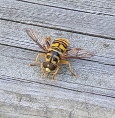 Milesia virginiensis