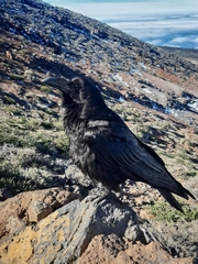 Corvus corax tingitanus