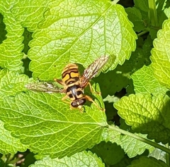 Milesia virginiensis