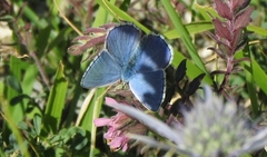 Polyommatus bellargus