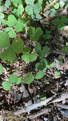 Oxalis