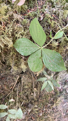 Arctocrania