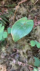 Maianthemum dilatatum