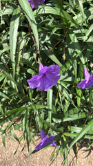 Ruellia simplex
