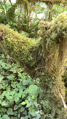 Pseudisothecium stoloniferum