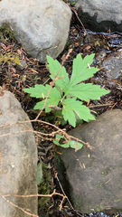 Hydrophyllum tenuipes