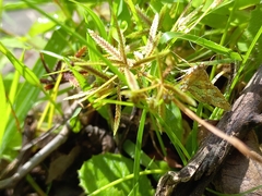 Sameodes cancellalis